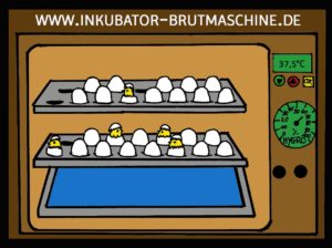 Brutmaschine für Hühnereier