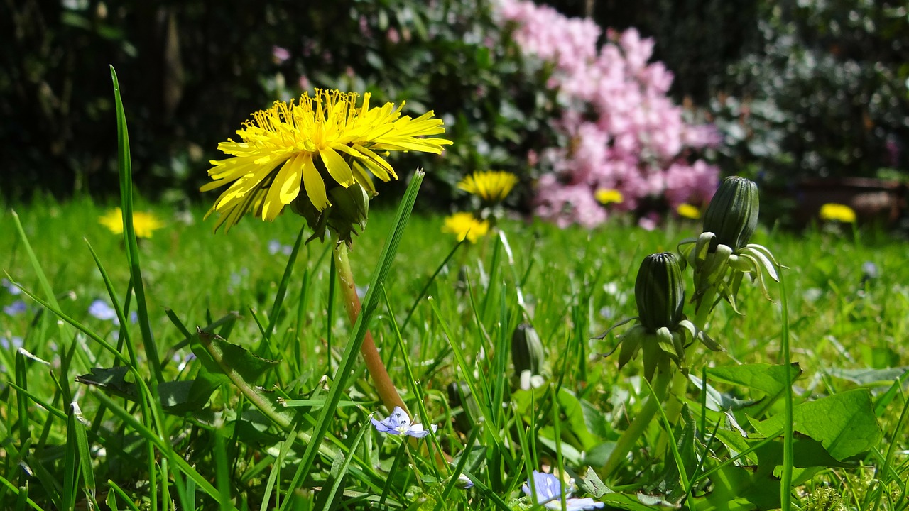 Grünfutter aus dem Garten – kostenlose Futtermittel!