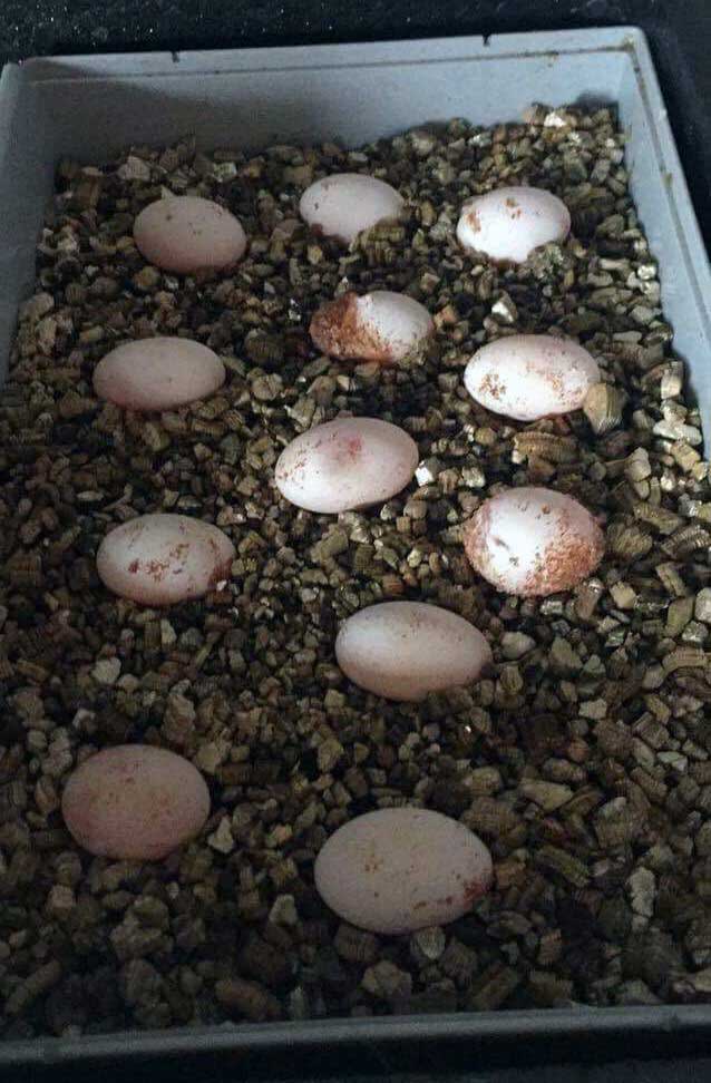 Inkubator für Reptilien Eier